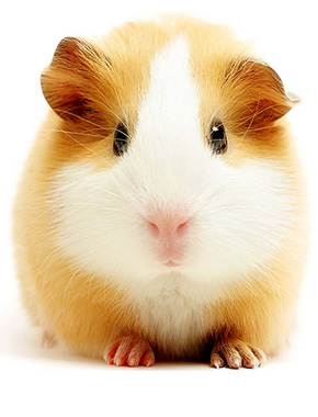 Корм для грызунов