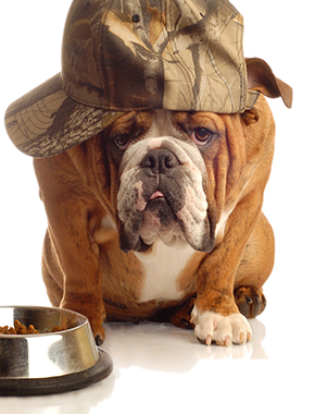 Корм для собак