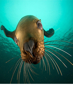 Корм для морских животных