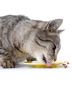 Корм для кошек: