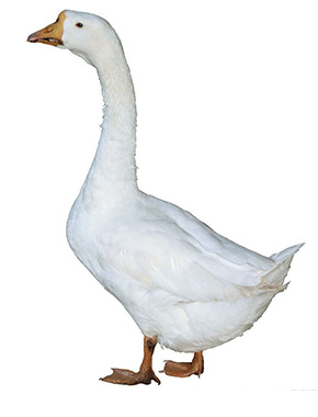 Корм для гусиных ферм