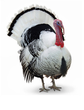 Корма для индюков