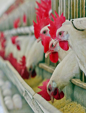 Корм для кур (курей)!