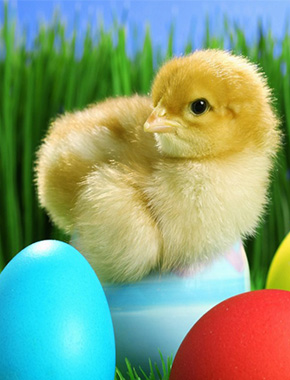 Корм для уток