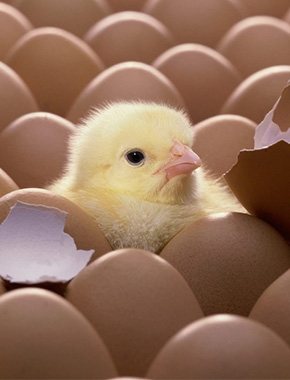 Корм для птицеферм, комбикорм для несушек