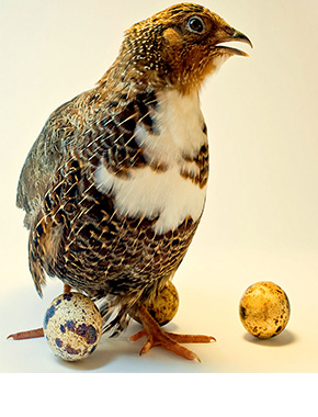 Корм для перепелок