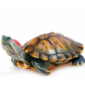 Корм для рептилий