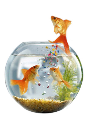 Корм для рыб