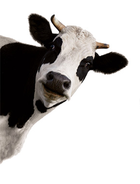 Корм для скота